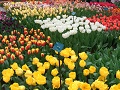 Keukenhof